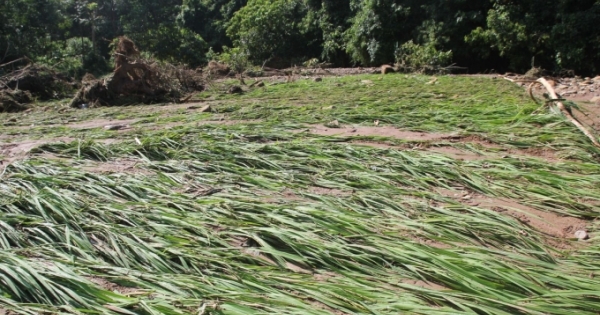 Phú Thọ: 290 ha lúa và hoa màu bị thiệt hại do ảnh hưởng của cơn bão số 2