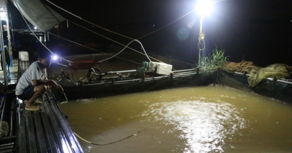 Phú Thọ: Nhiều hộ dân điêu đứng vì cá lồng chết hàng loạt trên sông Đà