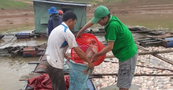 Kon Tum: Cá chết ở lòng hồ Plei Krông do thiếu ôxy