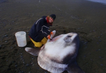 Phát hiện loài cá mặt trăng khổng lồ mới, nặng tới 2 tấn