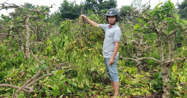 Cư M’gar- Đắk Lắk: Đau xót một gia đình bị chặt phá 445 cây cà phê