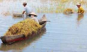 Nông dân Đồng Tháp Mười lội ruộng gặt lúa chạy lũ