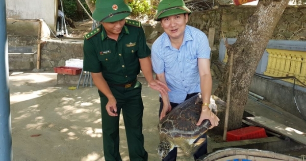 Thả rùa biển quý hiếm nặng gần 40kg tại vùng biển Hà Tĩnh