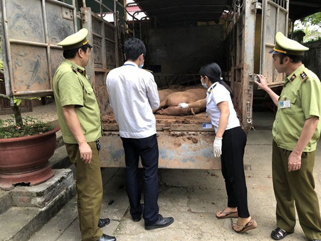Cơ quan chức năng li&ecirc;n tục bắt giữ c&aacute;c vụ nhập lậu thịt lợn Trung Quốc về Việt Nam (ảnh: ANTĐ)