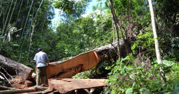 Phá rừng ở huyện Bắc Quang: Chặt cây cổ thụ... là để xóa nhà tạm cho hộ nghèo!
