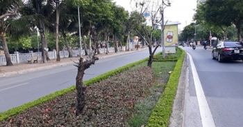 Hà Nội: Hàng loạt gốc đào cổ chết khô trên đường Lạc Long Quân