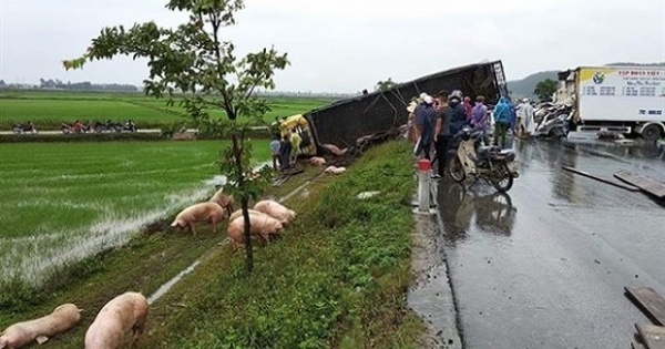 Hàng chục con lợn văng ra đường sau cú tông vào xe tải của tài xế