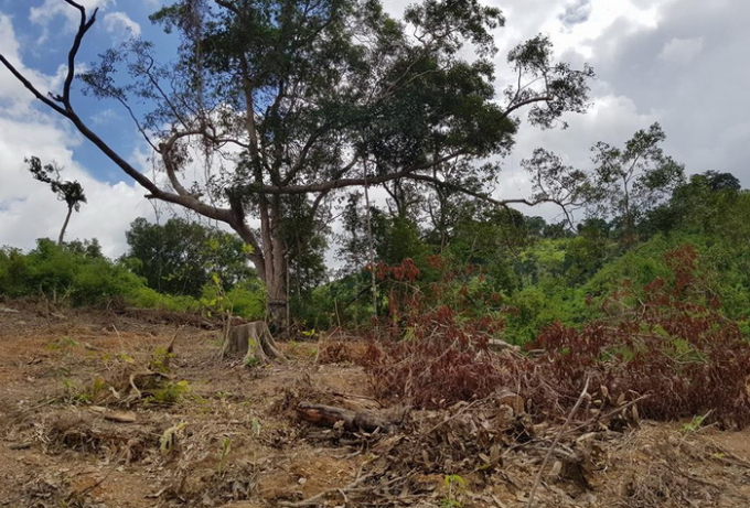 Nhiều diện t&iacute;ch rừng bị ph&aacute;, lấn chiếm tại Đắk Lắk