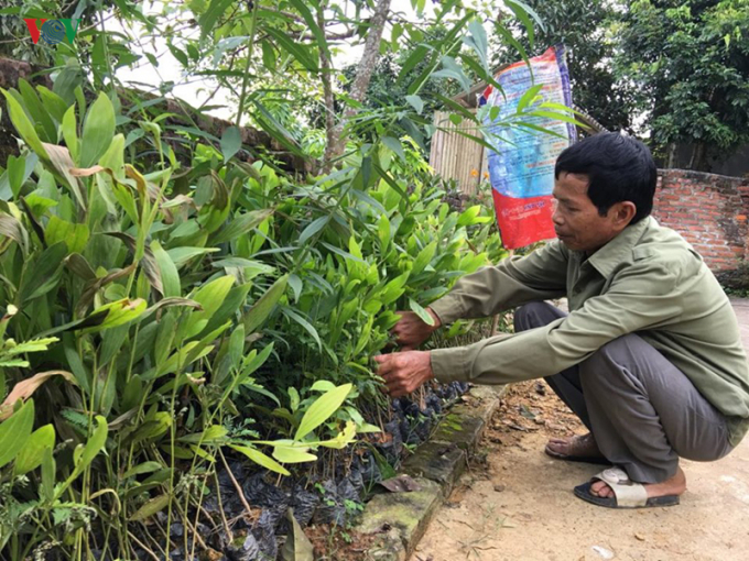 Ông Đinh Quang Én chuẩn bị cây giống để trồng rừng trên diện tích tranh chấp dù gặp phải sự phản đối của Công ty TNHH MTV Lâm nghiệp Bắc Kạn.