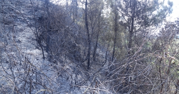 "Biển lửa" 3 ngày trên núi Hồng Lĩnh thiêu rụi 65 ha rừng, chỉ 30 % có thể phục hồi