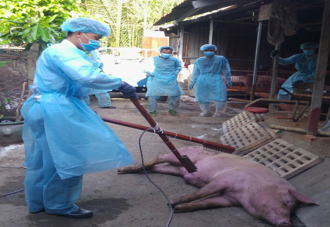Chi cục Chăn nuôi Thú y ở TP Hồ Chí Minh triển khai tiêu hủy đàn lợn ở hộ xuất hiện dịch tả lợn châu Phi. Ảnh: Đan Phương/Báo Tin tức.