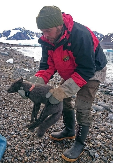 Một con cáo Bắc Cực đã đi bộ hơn 3.500km từ Na Uy đến Canada chỉ trong 76 ngày, khiến các nhà nghiên cứu ở Học viện Bắc Cực Na Uy kinh ngạc. Nguồn: Vietnamnet.