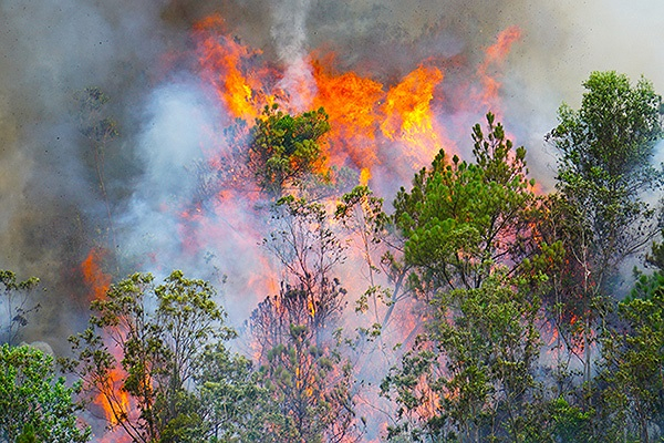 Đà Nẵng: Hơn 2ha rừng bị thiêu rụi sau gần 3 giờ bốc lửa