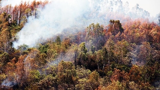 Có hơn 40 tiếng đầu đạn nổ trong vụ cháy rừng ở núi Đá Tợ