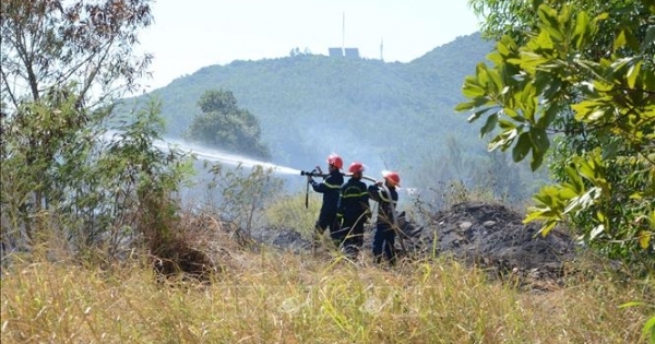 Kịp thời dập tắt vụ cháy rừng tại Sơn Trà