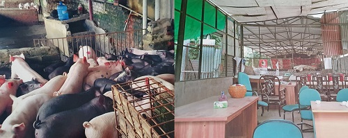 Lợn và tài sản của Công ty CP KAT trước khi bị HTX dịch vụ tổng hợp Việt Trung và UBND phường Trần Phú bất chấp các quy định của pháp luật đơn phương chấm dứt hợp đồng gây thiệt hại về kinh tế cho công ty KAT