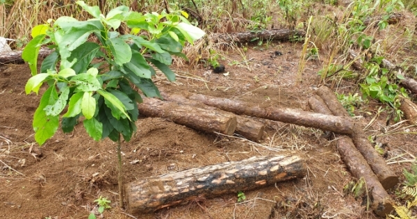 Lâm Đồng: Huy động người đào bới hàng trăm lóng gỗ thông bị chôn lấp dưới đất
