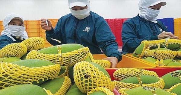 Nông sản Việt chinh phục thị trường khó tính Hoa Kỳ
