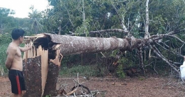 Nghệ An: Nhà tốc mái, cây cối, cột điện gãy đổ hàng loạt sau trận lốc xoáy kinh hoàng