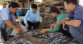 Vì sao Quảng Trị tồn kho cả ngàn tấn cá nục khô?