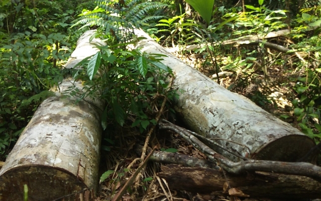 Phá rừng lấy đất ở Ea Kar: