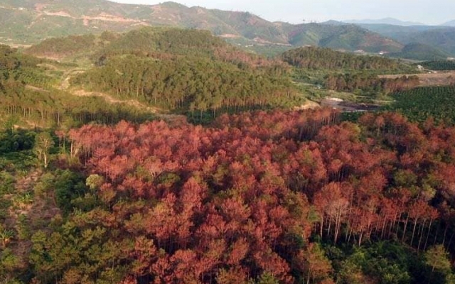 Lâm Đồng yêu cầu ngăn chặn, xử lý các vụ phá rừng