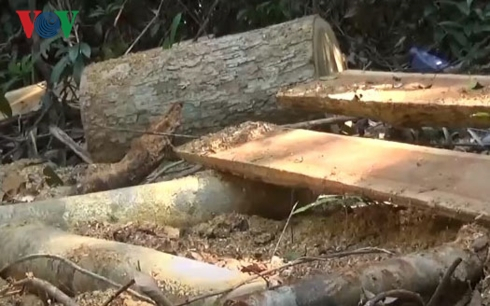 UBND tỉnh Quảng Ngãi chỉ đạo xử lý nghiêm vụ phá rừng phòng hộ Trà Veo