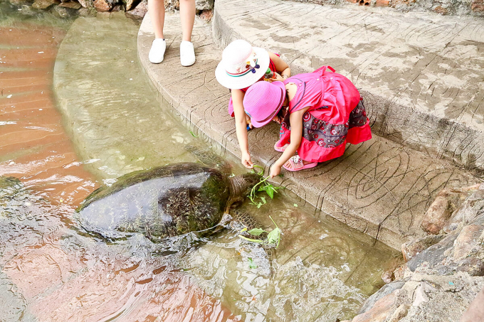 Du khách có thể thỏa thích chơi đùa cùng các chú rùa thân thiện