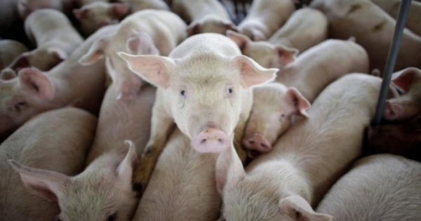 Tại sao cúm lợn chủng mới G4 lại đáng lo ngại?