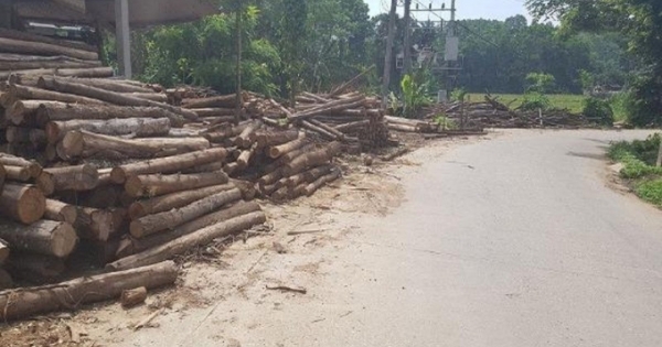 Phú Thọ: Thuế cao, nhiều hộ cá thể kinh doanh, sản xuất dăm gỗ phải dừng sản xuất