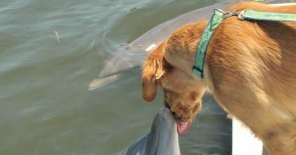 Bức ảnh tình bạn giữa chó và cá heo "đốn tim" dân mạng