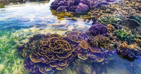Không thể rời mắt trước vẻ đẹp lung linh của rạn san hô cạn Hòn Yến