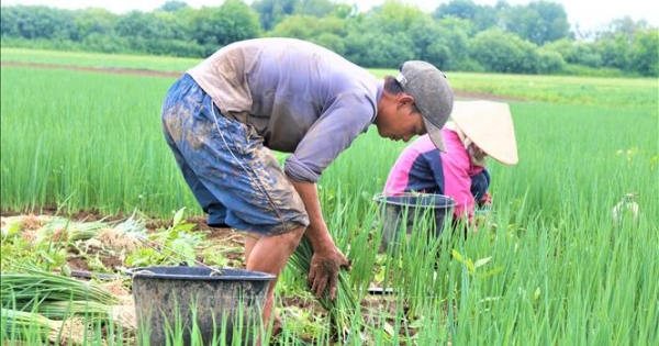 Những nông dân Việt Nam trồng rau trên đất Nga