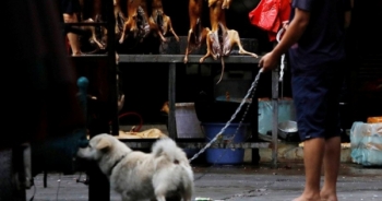 Vì sao Lễ hội thịt chó giữa đại dịch Covid-19 của Trung Quốc bị "ném đá"?