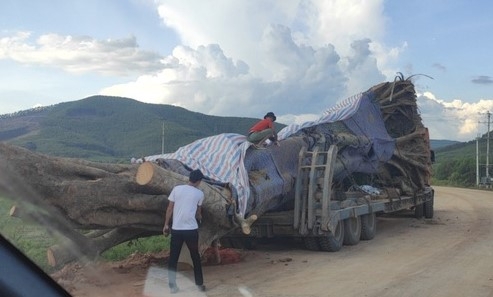 Xe chở cây “siêu khủng” vẫn ung dung lăn bánh ra khỏi địa bàn Nghệ An