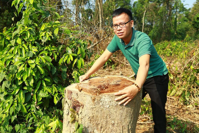 Một số cây rừng có đường kính lớn bị đốn hạ trong khu bảo tồn theo chỉ đạo của ông Mùi. (Ảnh: Nguyễn An)