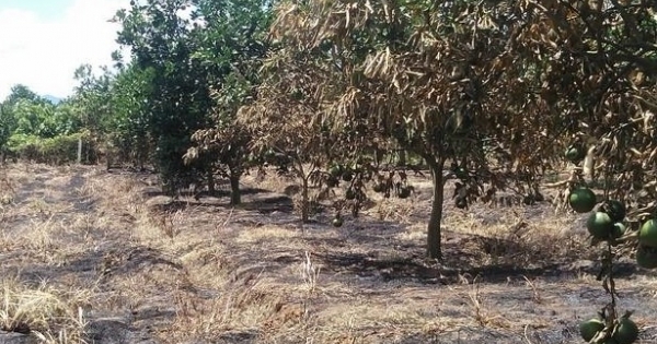 Chủ vườn “chết đứng” nhìn hàng trăm cây cam Xã Đoài cháy rụi chưa rõ nguyên nhân