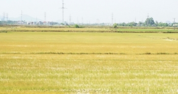 Nghệ An: Cận cảnh những cánh đồng lúa cháy khô vì hạn hán