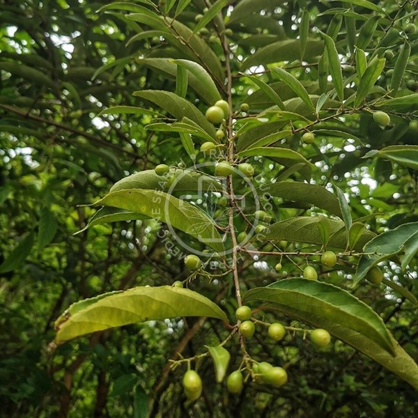 Quả của cây Xạ đen Celastrus hindsii (xạ đen châu Âu)