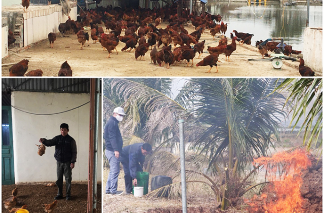 Quảng Ninh: Gần 1.000 con gà bị nhiễm cúm gia cầm  H5N6  được đưa đi tiêu hủy