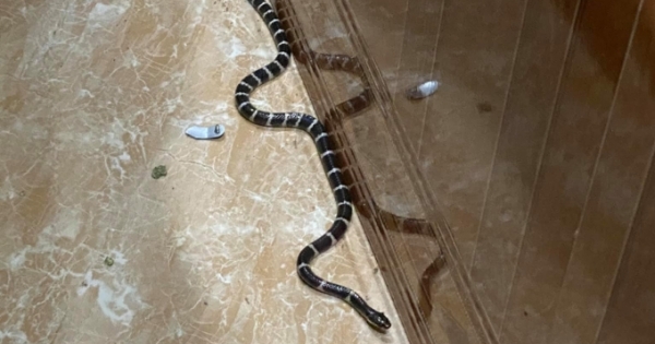 Ớn lạnh khi rắn độc liên tục bò vào nhà dân ở Nghệ An "thăm" gia chủ