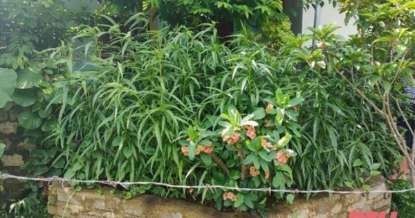 Thanh Hóa: Trồng hàng trăm cây cần sa trong vườn nhà
