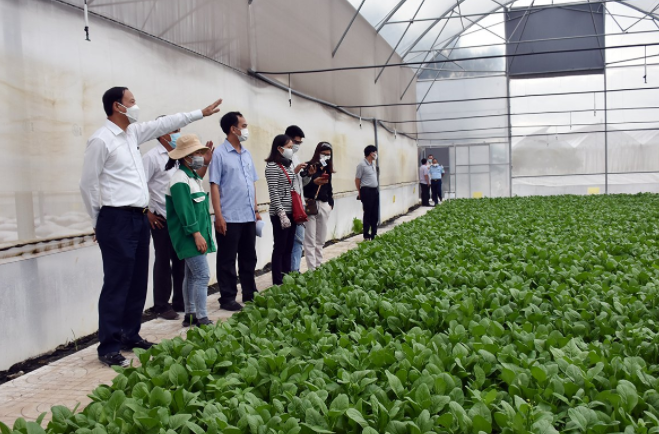 Chủ tịch UBND tỉnh - ông Nguyễn Văn Thọ,  khảo sát tại trang trại trồng rau trong nhà kính của Công ty TNHH MTV 4K Farm