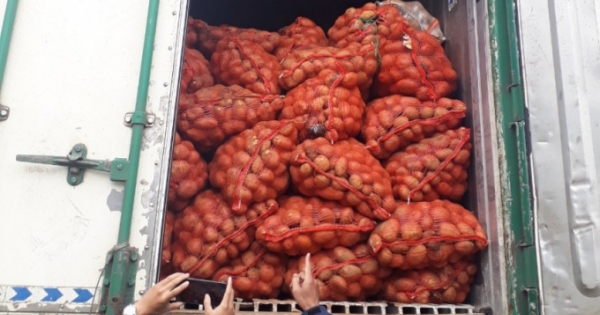 Bắt giữ xe container chở 29 tấn khoai tây Trung Quốc vào Đà Lạt tiêu thụ