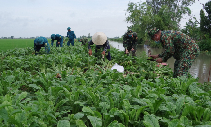Những hoạt động, Cán bộ, chiến sĩ Bộ CHQS TP Cần Thơ giúp bà con nông dân xã Thạnh Lộc, huyện Vĩnh Thạnh thu hoạch nông sản.