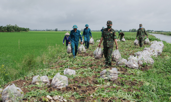 Những hoạt động, Cán bộ, chiến sĩ Bộ CHQS TP Cần Thơ giúp bà con nông dân xã Thạnh Lộc, huyện Vĩnh Thạnh thu hoạch, vận chuyển nông sản.