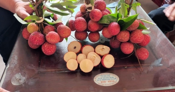 Kỳ lạ trái vải thiều không hạt ở Bắc Giang, ăn là mê