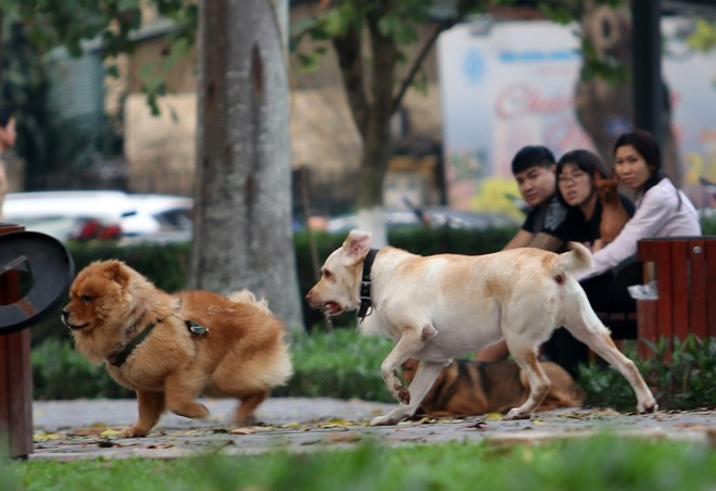 Nhiều trường hợp chó thả rông gây ảnh hưởng đến an ninh trật tự.