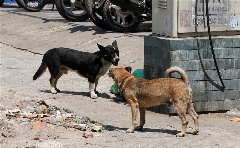 Chủ nuôi “vô tư” không rọ mõm chó ở nơi công cộng tiềm ẩn nguy hiểm đến người khác.