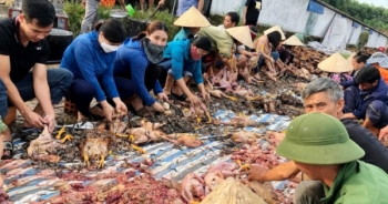 Hà Tĩnh: Hàng trăm người dân "giải cứu" 8.000 con gà chết ngạt